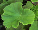 Pelargonium hortom